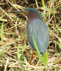 Butorides virescens image