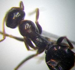 Proformica epinotalis