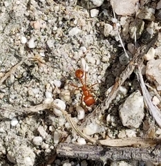 Pogonomyrmex californicus