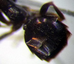 Proformica epinotalis
