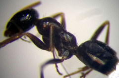 Proformica epinotalis