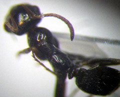 Proformica epinotalis