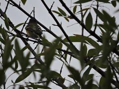 Vireo solitarius
