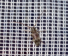 Exocentrus adspersus