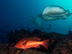 Crimson Snapper photo 4