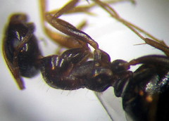 Proformica epinotalis