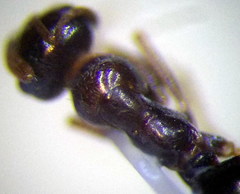 Proformica epinotalis