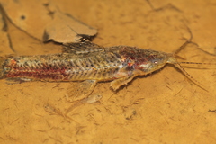 Callichthyinae