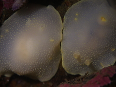 Cadlina laevis
