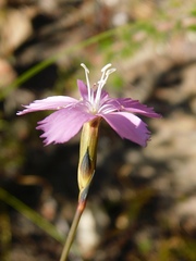 Dianthus thunbergii