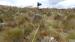 Espeletia boyacensis