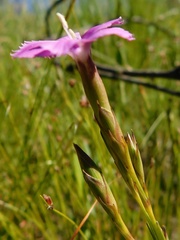 Dianthus thunbergii