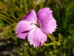 Dianthus thunbergii