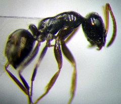 Proformica epinotalis