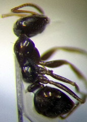 Proformica epinotalis