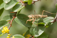 Bolivaria brachyptera