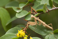 Bolivaria brachyptera
