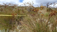 Espeletia boyacensis