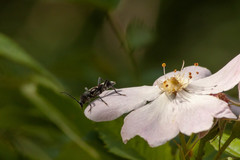 Chlorophorus figuratus