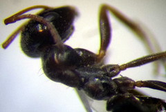 Proformica epinotalis