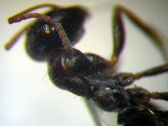 Proformica epinotalis