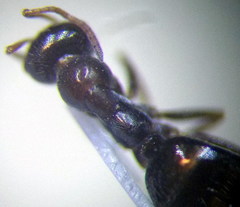 Proformica epinotalis