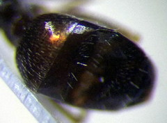 Proformica epinotalis