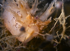 Dendronotus lacteus