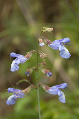 Salvia ringens