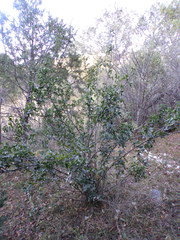 Berberis eutriphylla