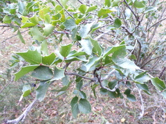 Berberis eutriphylla