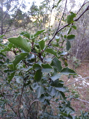 Berberis eutriphylla