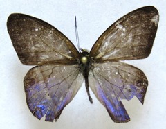 Amiga arnaca