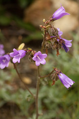 Campanula komarovii
