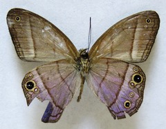 Amiga arnaca
