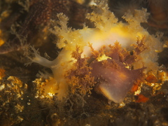 Dendronotus lacteus