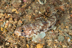 Slender Goby photo 2