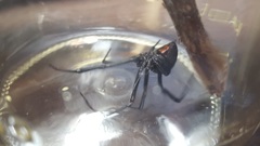 Latrodectus hesperus