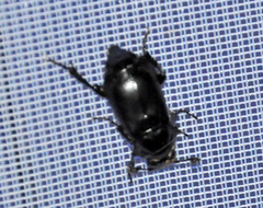 Nicrophorus germanicus