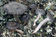 Cuphophyllus cinerellus