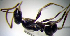 Proformica epinotalis