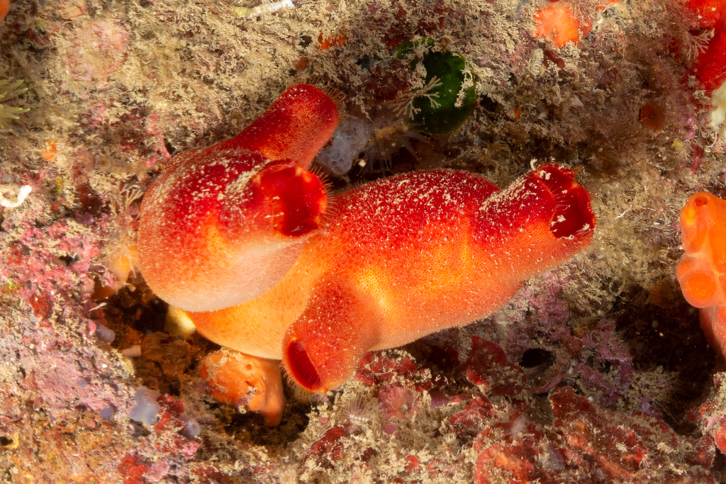 Red Sea-Squirt