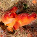 Red Sea Squirt - Photo (c) josepvilanova, some rights reserved (CC BY-NC), uploaded by josepvilanova