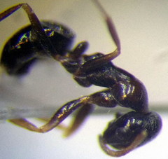 Proformica epinotalis
