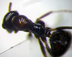 Proformica epinotalis