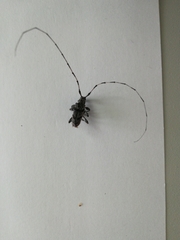 Acanthocinus obliquus