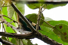 Tangara labradorides