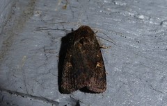 Proteuxoa tetronycha