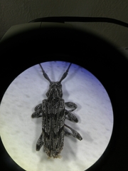 Acanthocinus obliquus