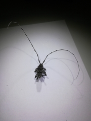 Acanthocinus obliquus